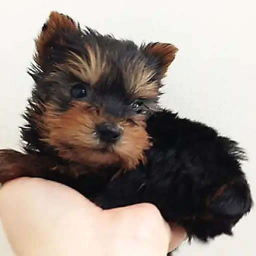 ヨークシャーテリア