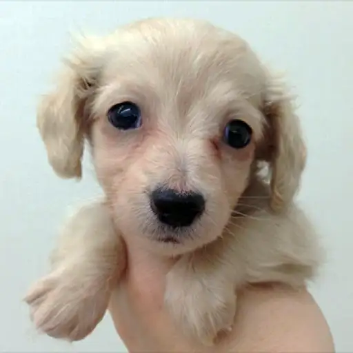 ミニチュア・ダックスフント