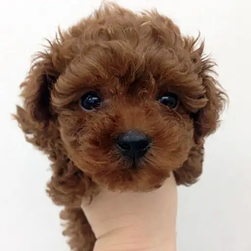 トイ・プードル