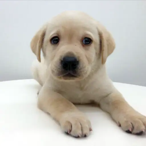 ラブラドールレトリバー