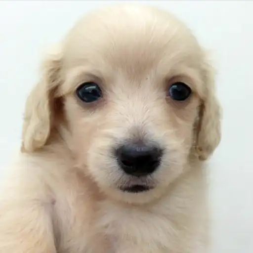 カニンヘン・ダックスフント