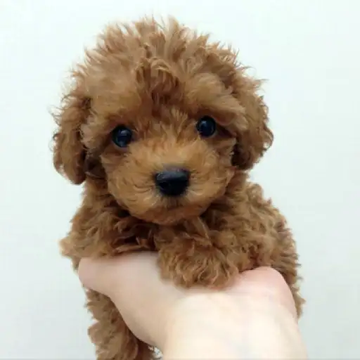トイ・プードル