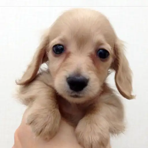 カニンヘン・ダックスフント