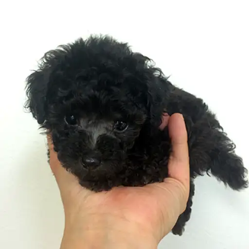 トイ・プードル