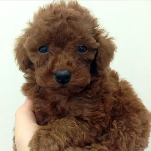 トイ・プードル