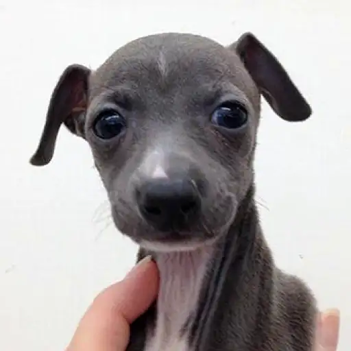 イタリアングレーハウンド