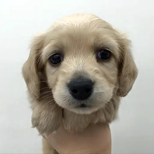 カニンヘン・ダックスフント