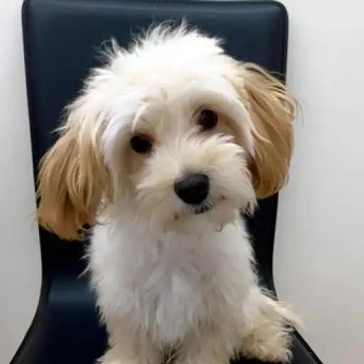 MIX（マルチーズ×トイプードル）