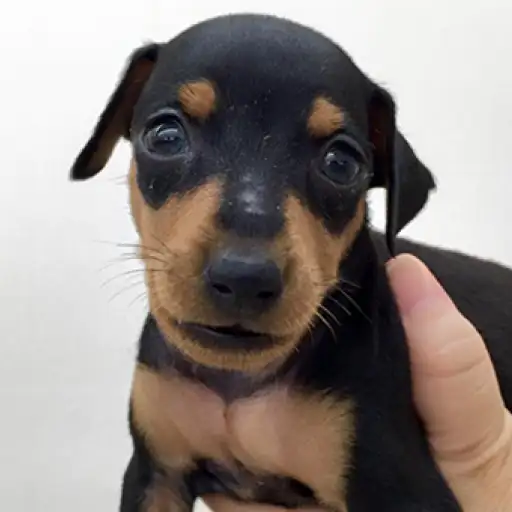 ミニチュア・ピンシャー