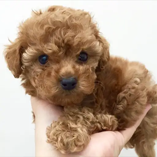 トイ・プードル