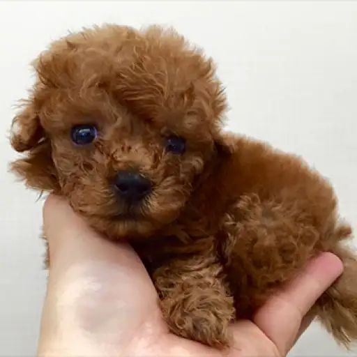 トイ・プードル