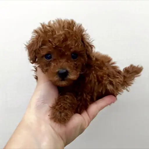 トイ・プードル