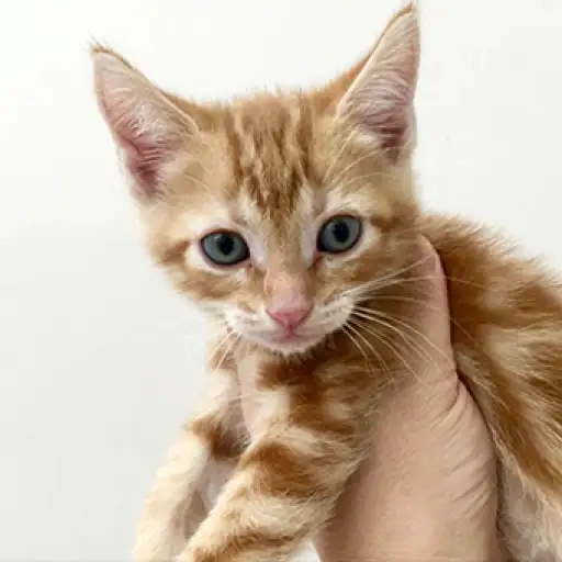 アメリカンショートヘア