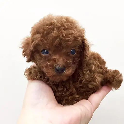 トイ・プードル
