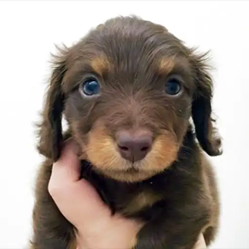 ミニチュア・ダックスフント