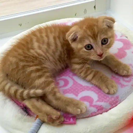 スコティッシュフォールド