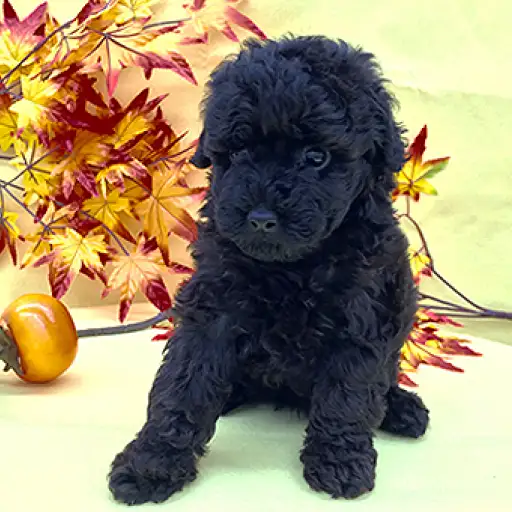 トイ・プードル