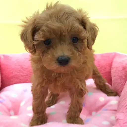 トイ・プードル