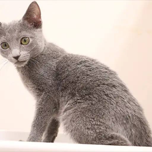 ロシアンブルー