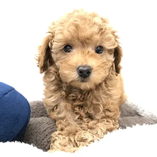 トイ・プードル