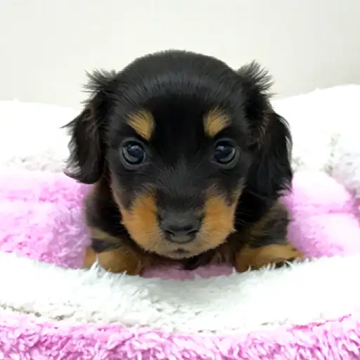 カニンヘン・ダックスフント