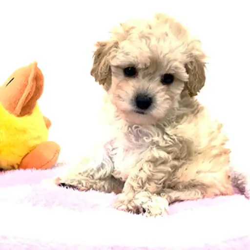 トイ・プードル