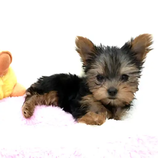 ヨークシャーテリア