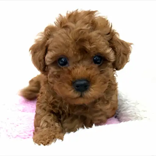 トイ・プードル