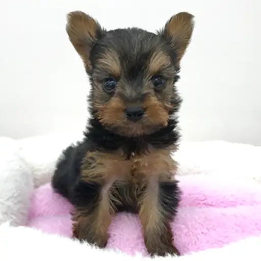 ヨークシャーテリア