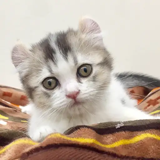 アメリカンカール