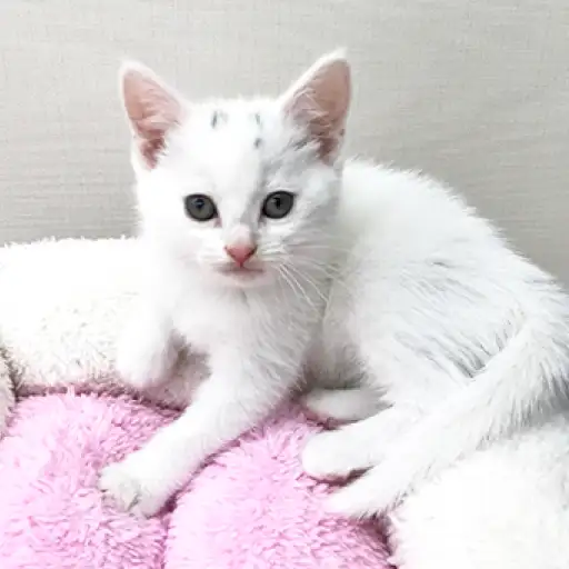 アメリカンショートヘア