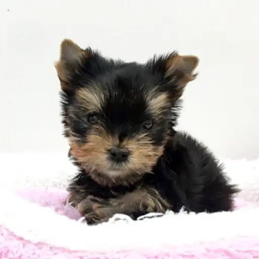 ヨークシャーテリア