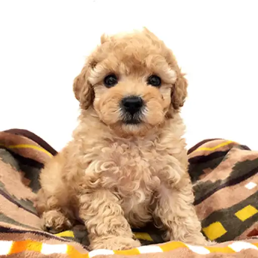 トイ・プードル