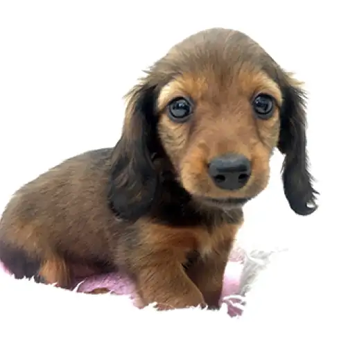 カニンヘン・ダックスフント