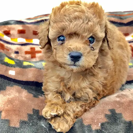 トイ・プードル