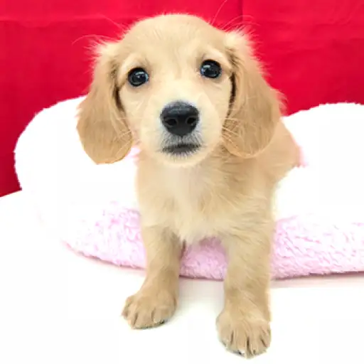 ミニチュア・ダックスフント