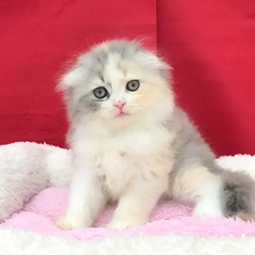 スコティッシュフォールド