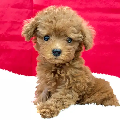 トイ・プードル