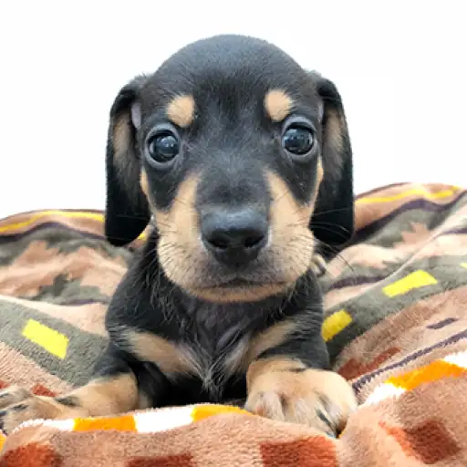 ミニチュア・ダックスフント