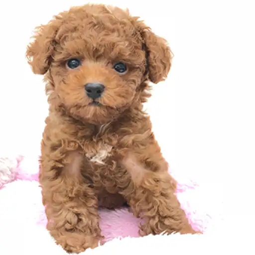 トイ・プードル