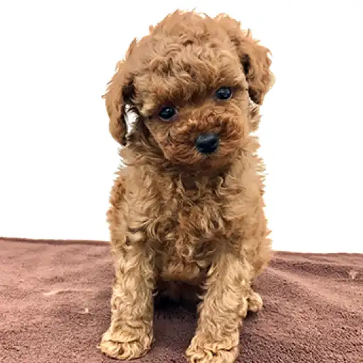 トイ・プードル