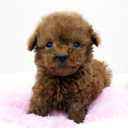 トイ・プードル