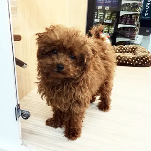 トイ・プードル