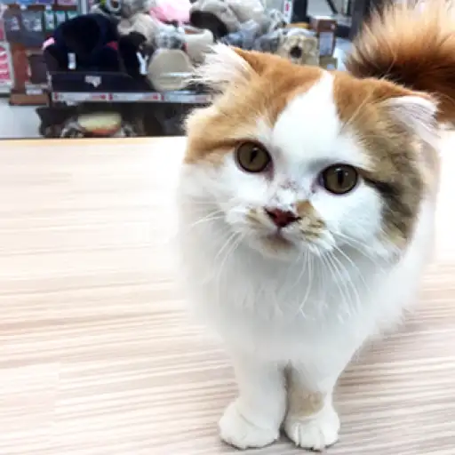 スコティッシュフォールド