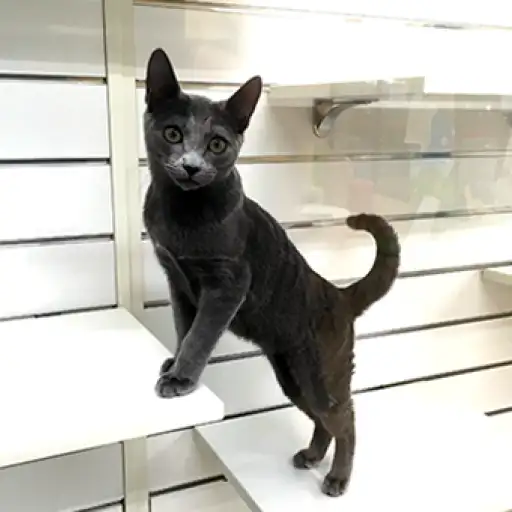 ロシアンブルー