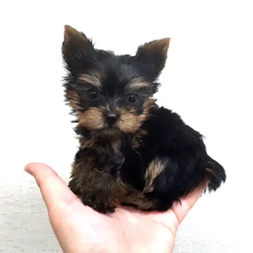 ヨークシャーテリア