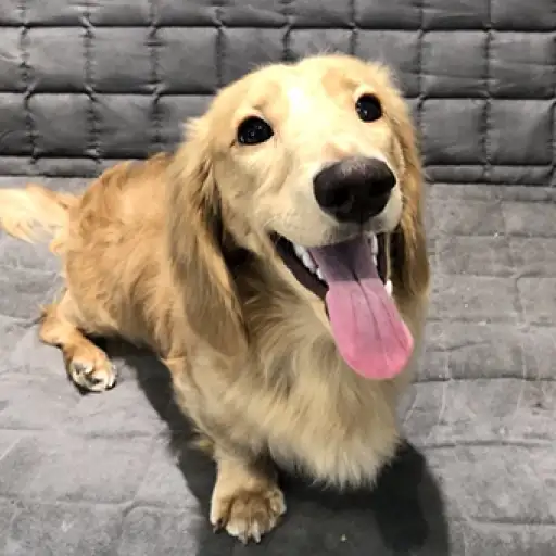 ミニチュア・ダックスフント