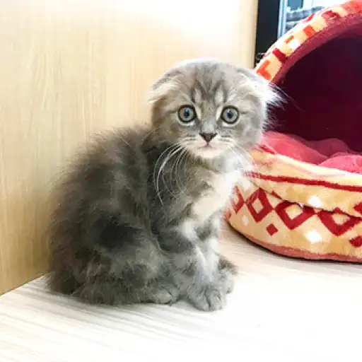 スコティッシュフォールド