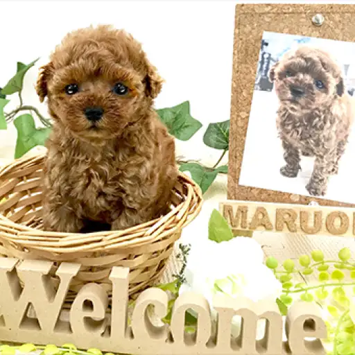 トイ・プードル