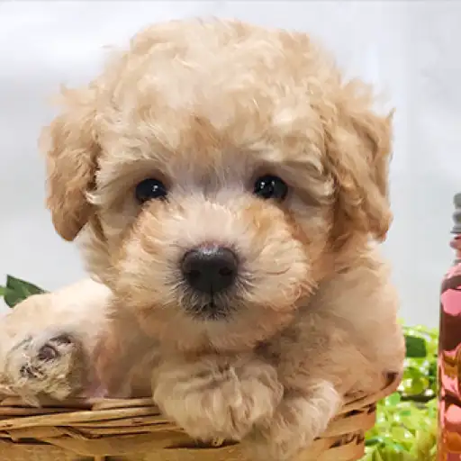 トイ・プードル